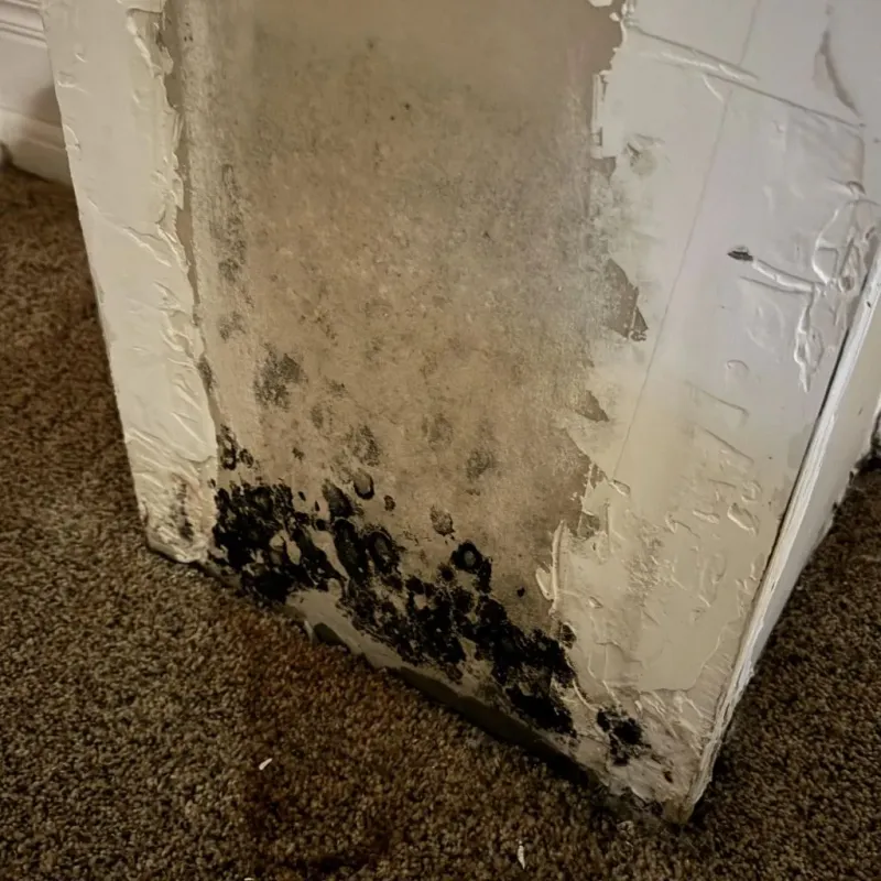 Professional Mold Removal in Belvedere, CA